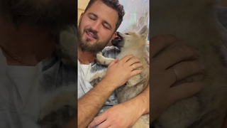 Арктический волчонок злится 💥 #arcticwolf #wolf #полярныйволк