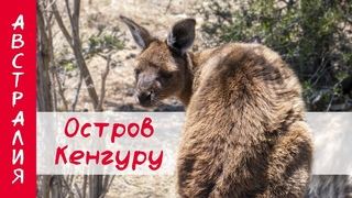 ОСТРОВ КЕНГУРУ | ЮЖНАЯ АВСТРАЛИЯ