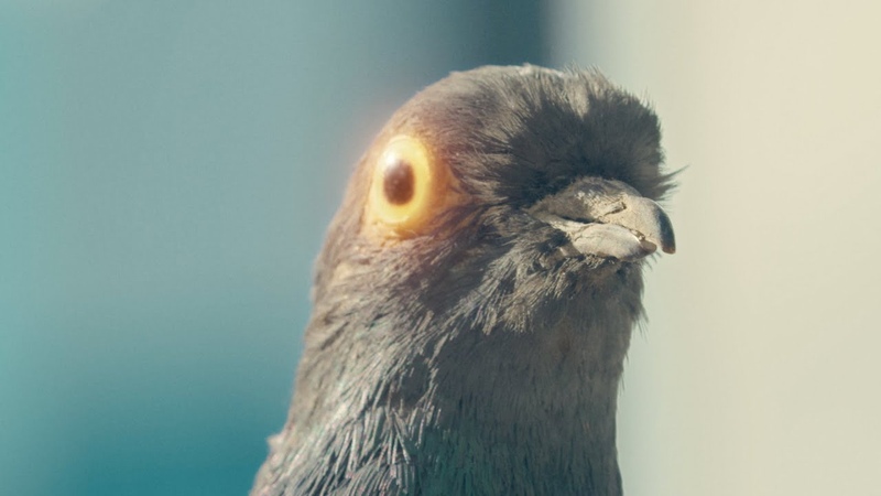 The Supermen Lovers Pigeon ( Official
