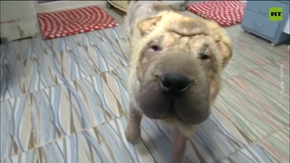 SAVED from a snowy death | Shivering Shar-Pei puppy rescued in Russia