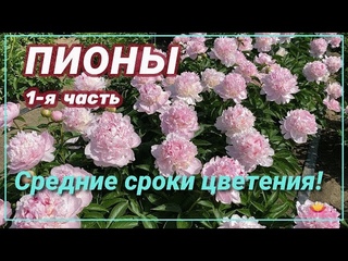 Пионы со средним сроком цветения / Сад Ворошиловой