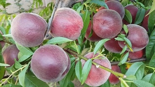 Peach Royal Majestic / ПЕРСИК РОЯЛ МАДЖЕСТИК