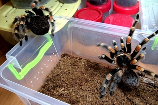 Неудачные попытки спаривания птицеедов | Brachypelma smithi | Tarantulas mating fails
