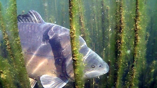 Wielkie karpie wiosna, lato Big Carps underwater part spring,