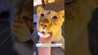 A lion cub was rescued and raised by kind-hearted people #shorts