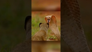 Земляные белки дают жилье мангусту ради этого