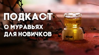 КАКИХ МУРАВЬЁВ ЗАВЕСТИ НОВИЧКУ ВСЁ О ВЫБОРЕ ВИДА МУРАВЬЁВ ДЛЯ НАЧИНАЮЩИХ МИРМЕКИПЕРОВ!  ПОДКАСТ