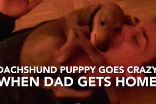 Dachshund Puppy Goes Crazy When Dad Gets Home