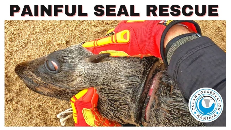 Painful Seal