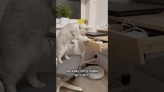 Почему кошки любят резинки для волос #кошка #коты