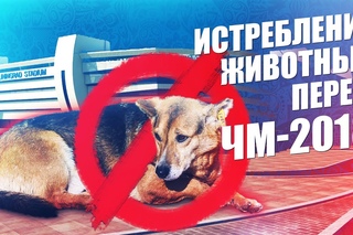 РУБЛЕЙ НА ИСТРЕБЛЕНИЕ БЕЗДОМНЫХ ЖИВОТНЫХ ПЕРЕД ЧМ! ПРОБЛЕМА О КОТОРОЙ Я НЕ МОГУ МОЛЧАТЬ!