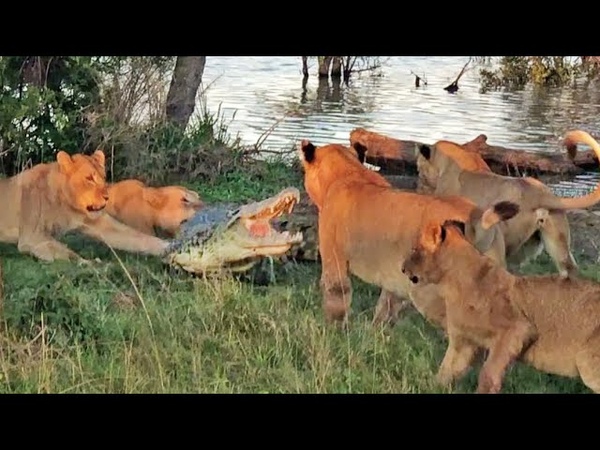 Cornered Crocodile is Forced to Attack 5