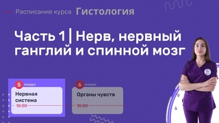Часть 1 | Нерв, нервный ганглий, спинной мозг