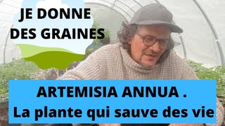 AUTONOMIE. Semis d’ARTEMISIA ANNUA, la plante qui sauve des vies . Je donne des graines gratuitement