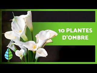 10 PLANTES D'OMBRE pour Intrieur et Extrieur