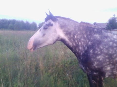 Из дикого мустанга в послушную лошадь. Валя Дрозд и