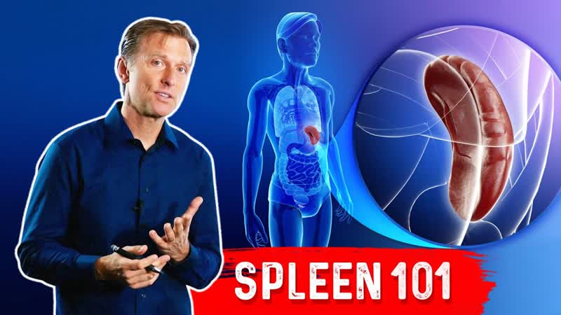 What Does The Spleen Do Explains Spleen