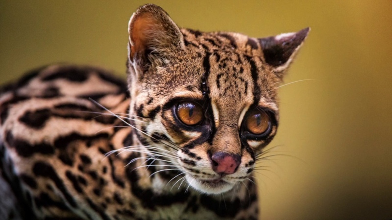 Wonderful encounter with a wild margay