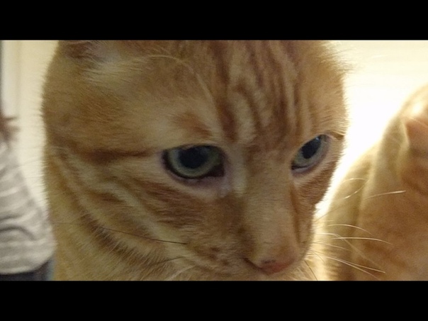 Kitten Close Up 2017 05
