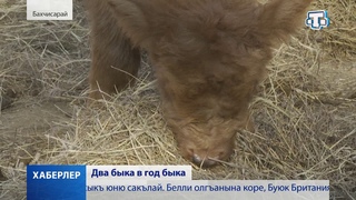 Два быка в год быка