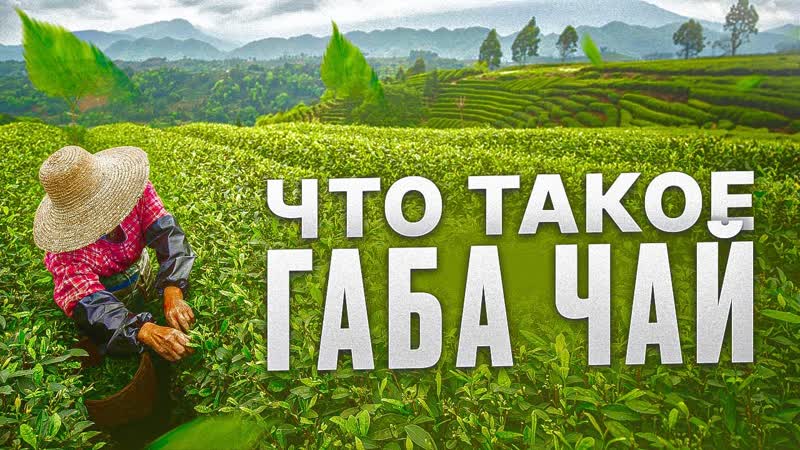 Что такое габа чаи, секрет спокойного вечера, габа улуны,