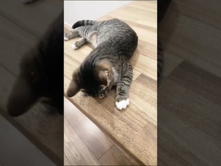 Таби. Кто сказал. что лежа не удобно играть! #котизм #помощьживотным #животные #котята #кошкавдом