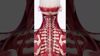 Paraspinal muscles 2 #medicaleducation #tpeitimi #trendingshorts #shortsyoutube #anatomy #shorts