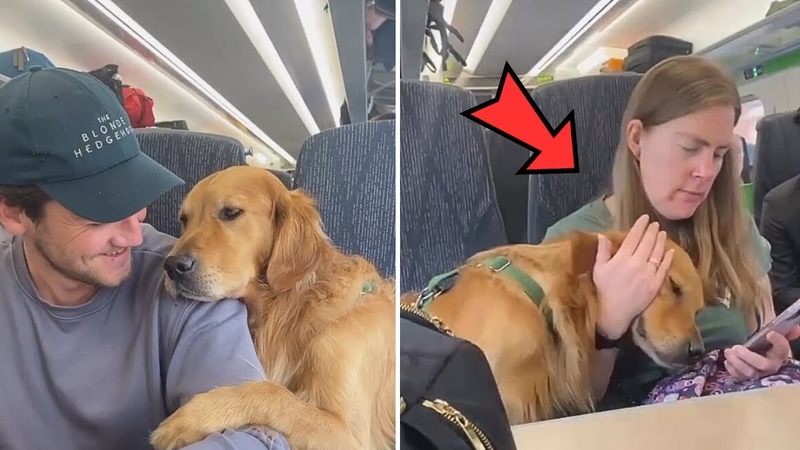 The dog that greets and seeks cuddles from everyone during his train