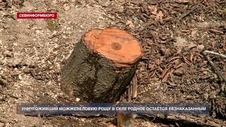 Уничтоживший можжевеловую рощу в селе Родное остаётся безнаказанным