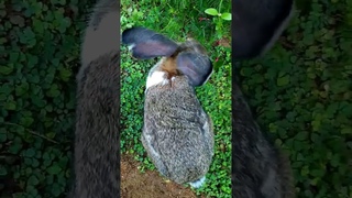 🥕🐰Adorable Bunny // Animal & Pets #Shorts🐰🥕