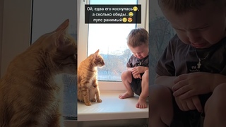 Бобтейлы лучшие кошки-няньки