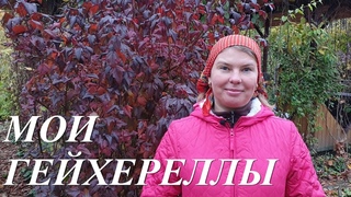 Мои гейхереллы осенью. Куда лучше сажать новые гейхереллы