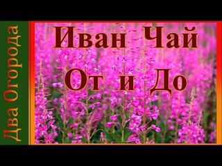 Иван Чай/Процесс приготовления От и До