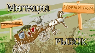 Переезд производителей и новые рыбки