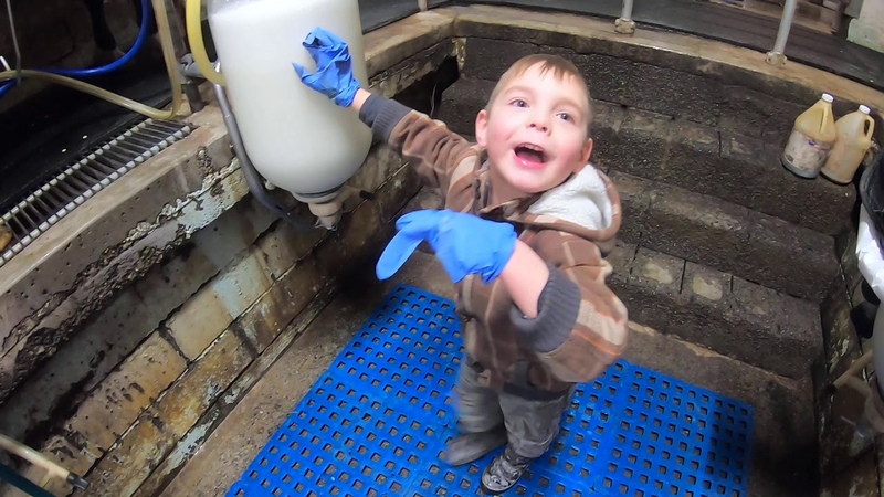 How a Canadian Dairy Milks Cows, , H P Cattle Lumby