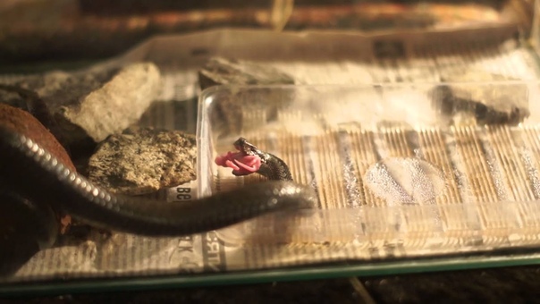 Обыкновенная гадюка (лат. Vipera berus)