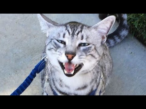 Talkative Egyptian Mau Cat Meowing : Hello