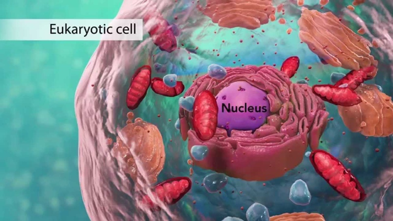 Biology: Cell Structure I Nucleus Medical