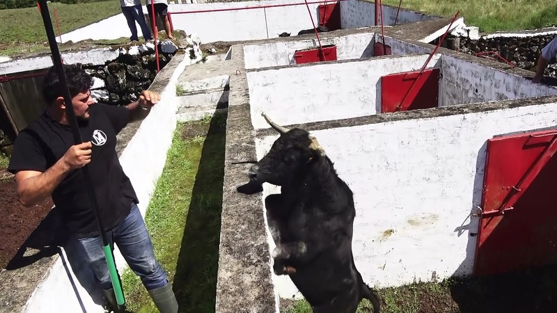 Ganadaria FP Embolar e Carregar Touros Para Festival Capinhas e Recortadores Ilha