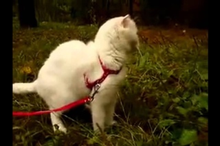 Смешное видио про котят и кошек!