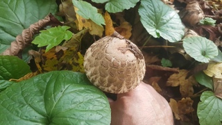 Гриб зонтик краснеющий Chlorophyllum rhacodes Съедобность Видео определитель Часть 1
