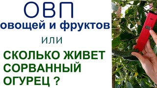 ОВП: огурец, банан, персик, черешня, лимон, арбуз