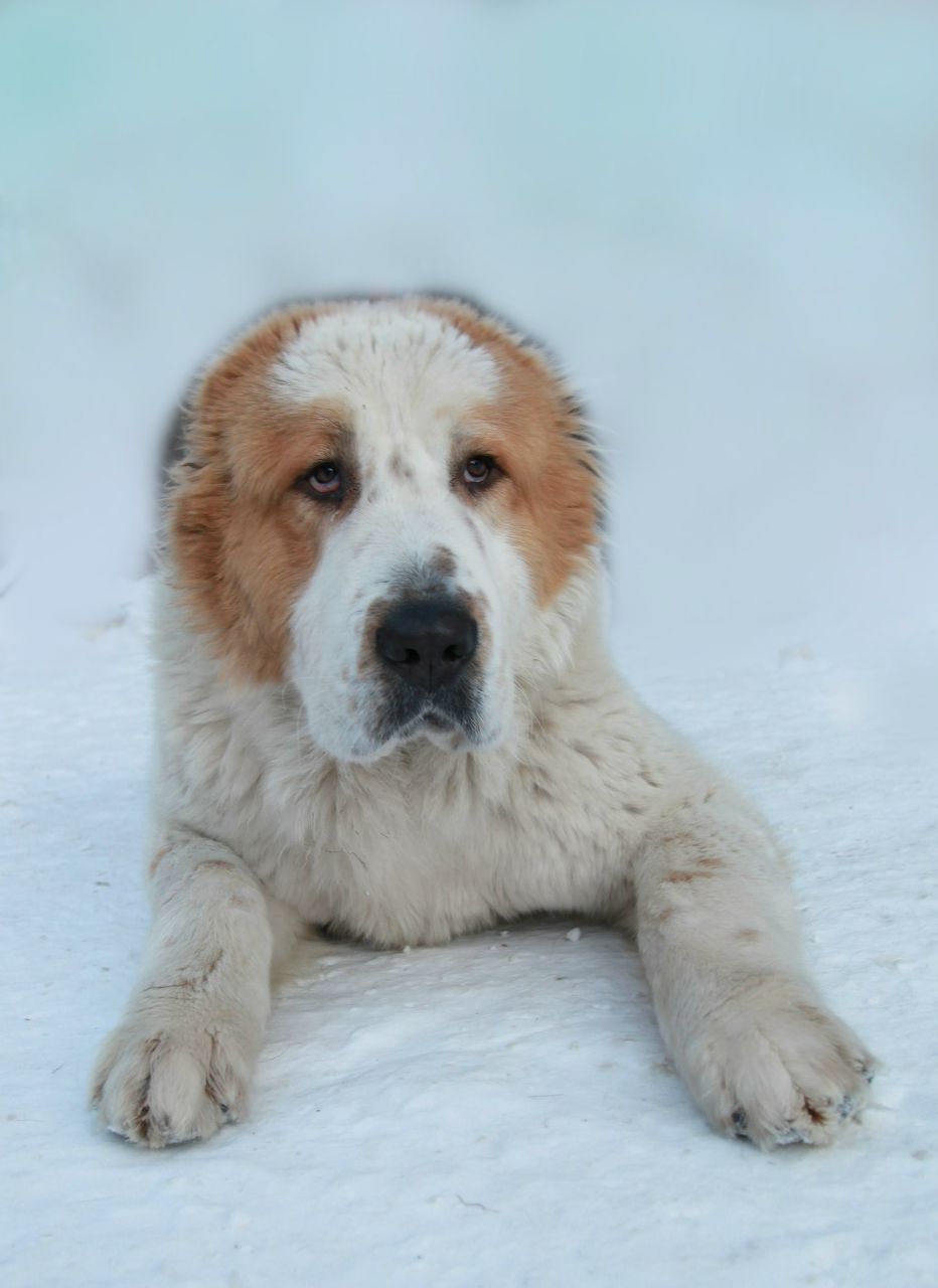 Вася Яковлев | 