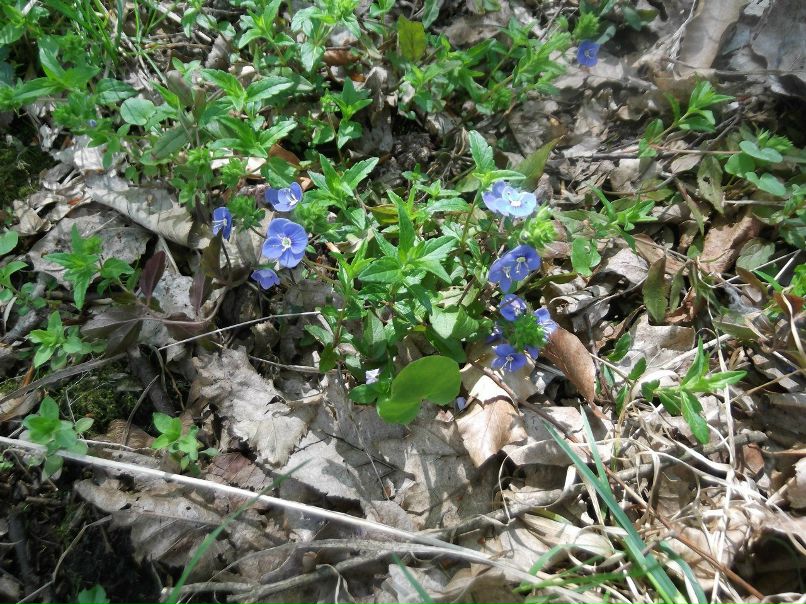 Дарина Пестрикова | Москва