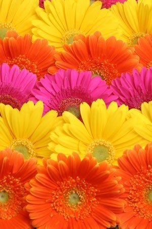 Арзы Бавбекова | Армянск