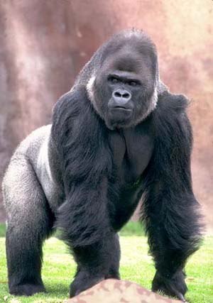 Артур Кислов | Днепр (Днепропетровск)