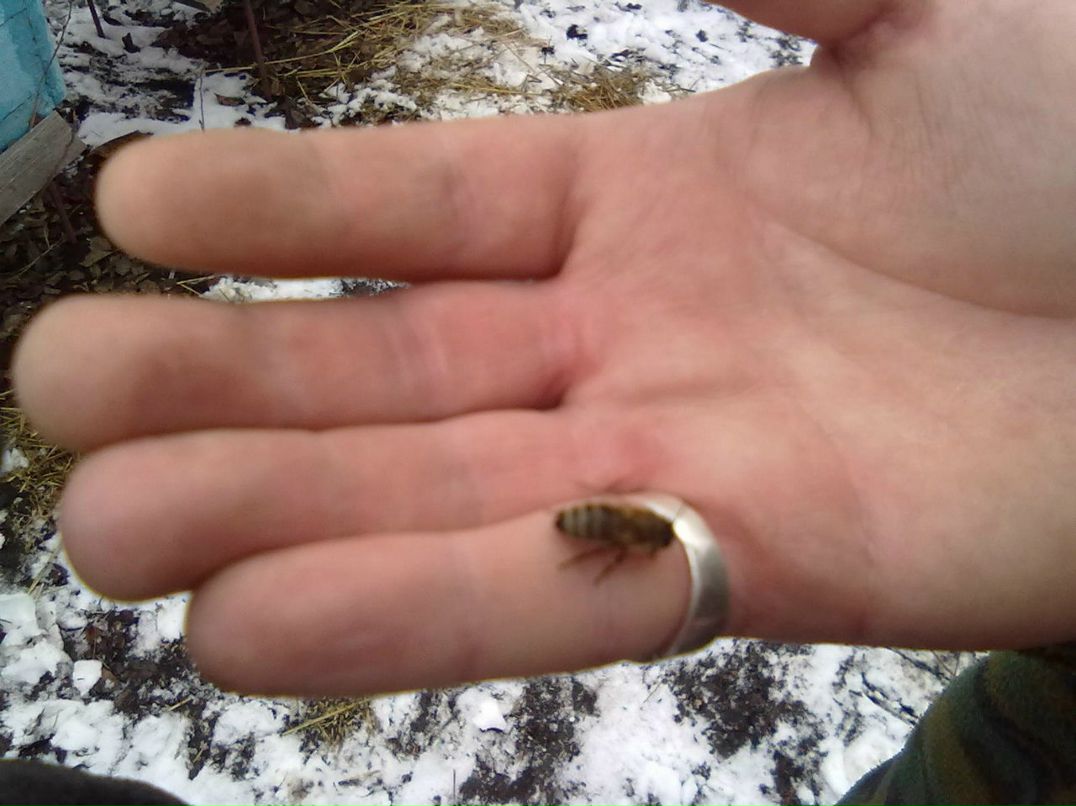 Лидия Ляш | Долинская