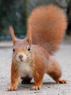 Илья Борщевский Belochka | Новополоцк