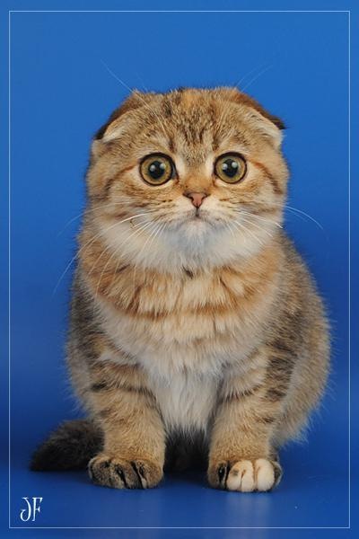 №38, Антоха Котарев, Киев №38, Антоха Котарев, Киев