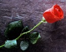 Фотография Ольга Новоселова